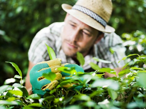 Maintenance of a landscaped garden in Marylebone