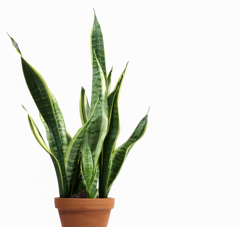 Design a Peaceful Retreat Using Tall-Potted Plants for Enhanced Privacy