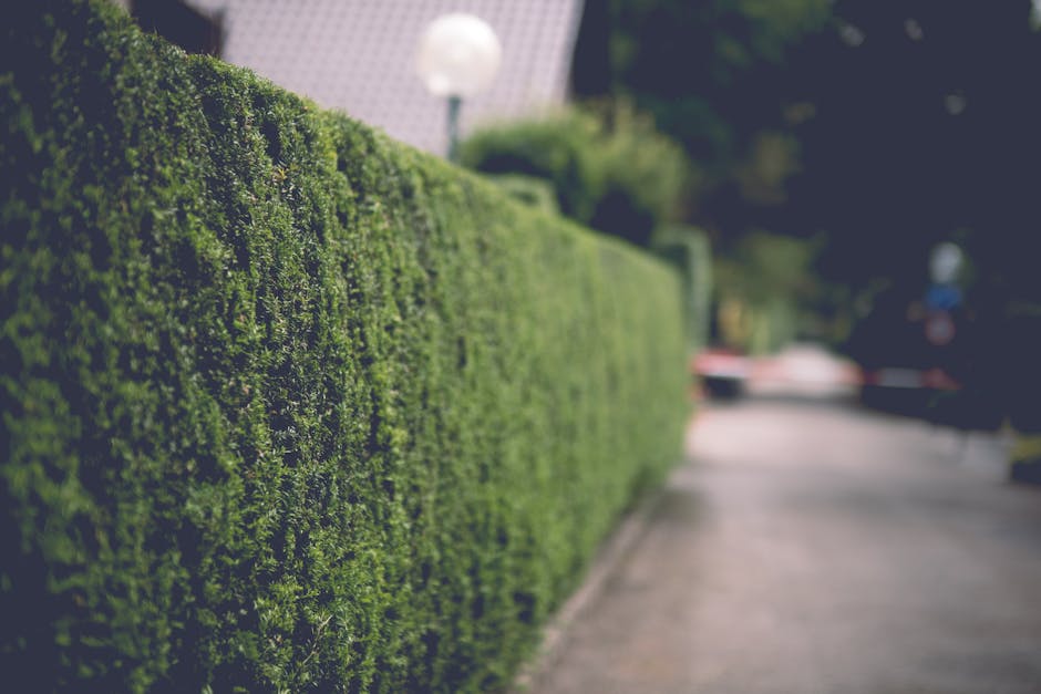 A close-up view of a neatly trimmed, dense green hedge with small, vibrant leaves, lining a paved sidewalk in a residential area. The hedge extends into the distance, creating a natural privacy barrie