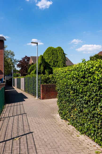 A close-up view of a neatly trimmed, dense green hedge with small, vibrant leaves, lining a paved sidewalk in a residential area. The hedge extends into the distance, creating a natural privacy barrie